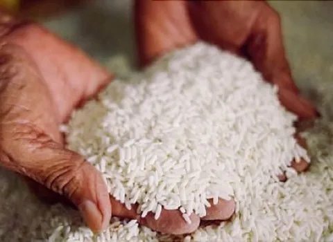فروش برنج فجر استخوانی + قیمت خرید به صرفه
